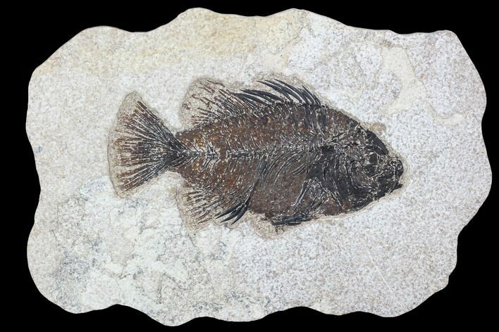 Cockerellites (Priscacara) Fossil Fish - Hanger Installed #88776
